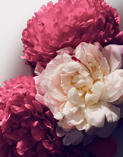 Dolce Peony Eau de Parfum