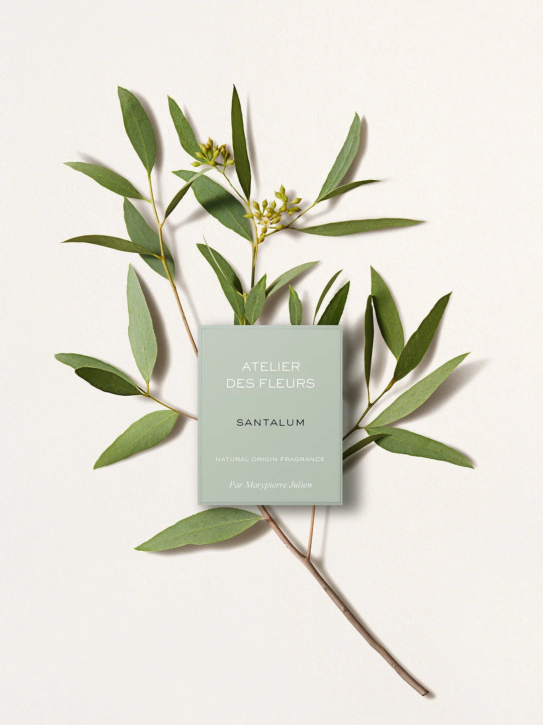 ATELIER DES FLEURS SANTALUM