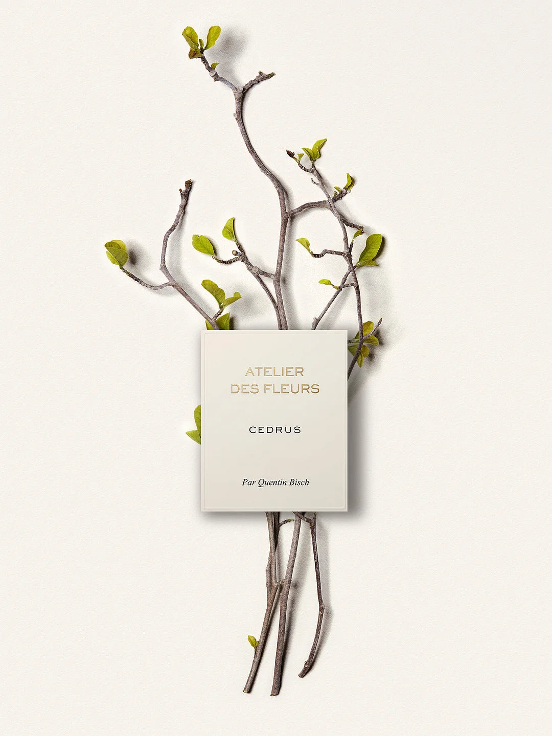 ATELIER DES FLEURS CEDRUS