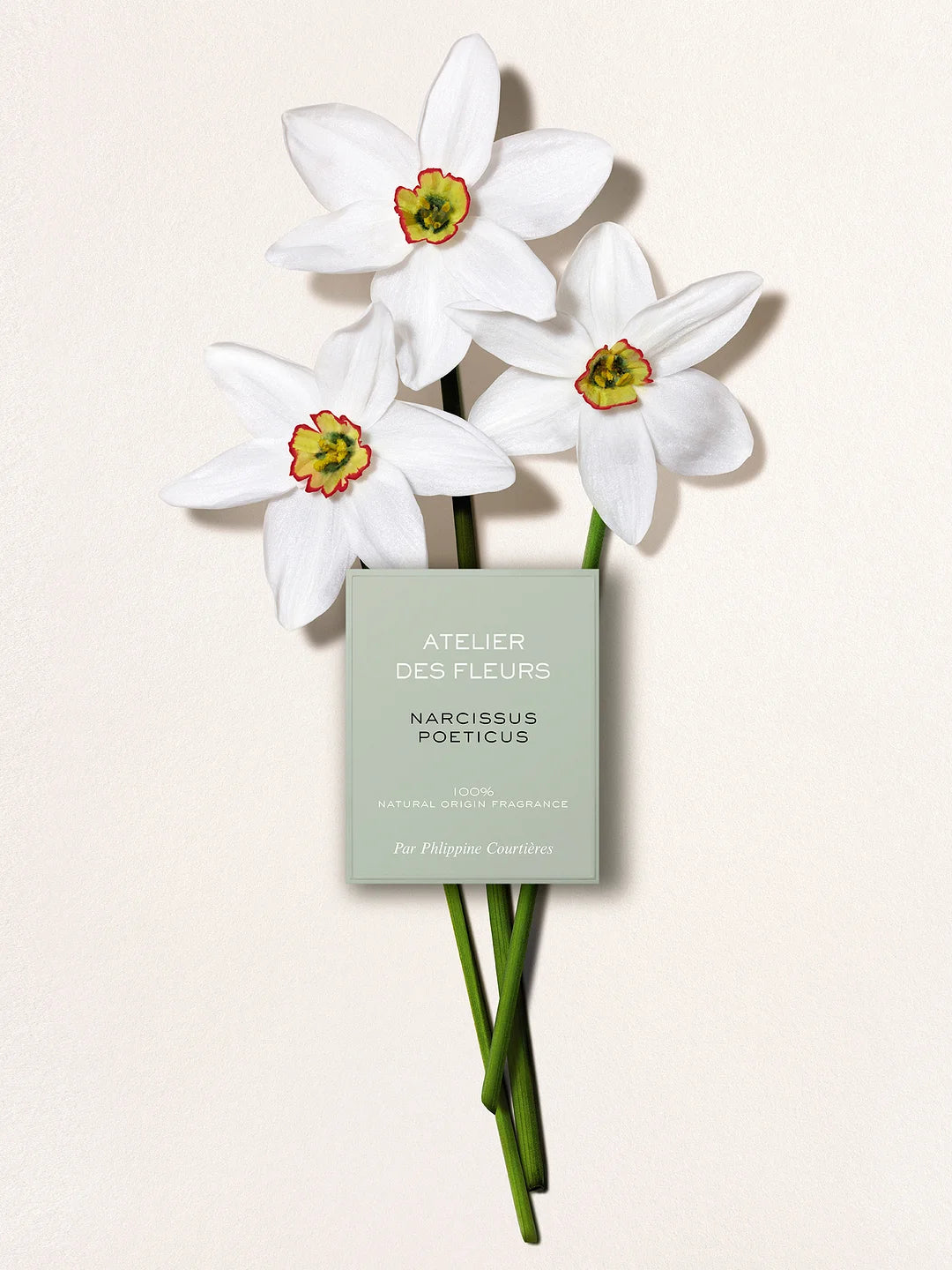 ATELIER DES FLEURS NARCISSUS POETICUS