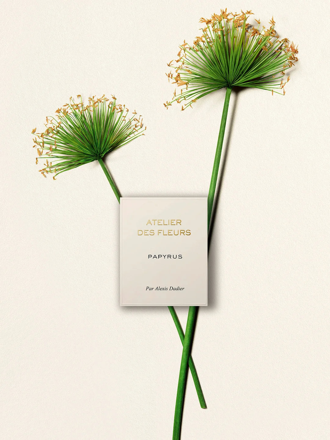 ATELIER DES FLEURS PAPYRUS