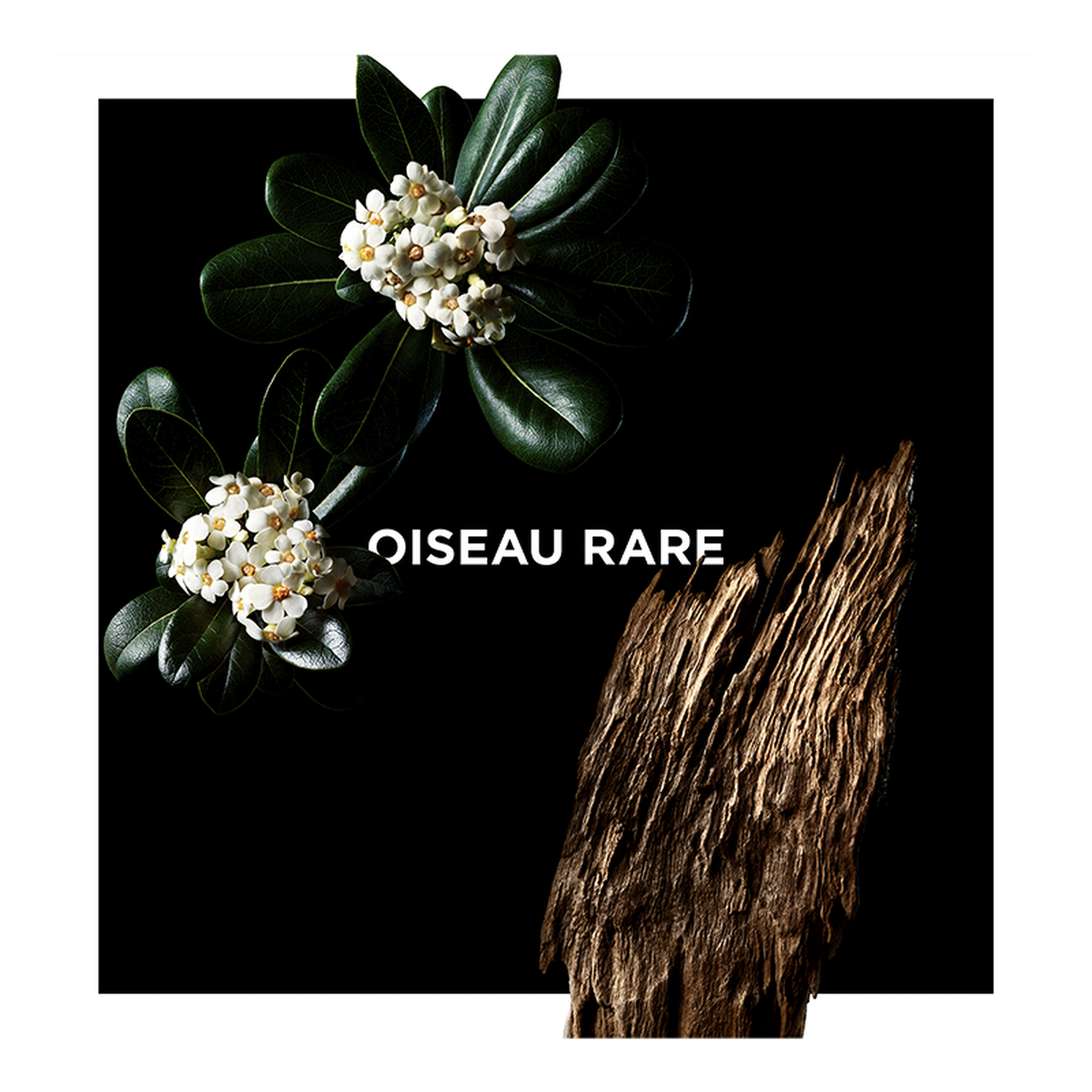 OISEAU RARE