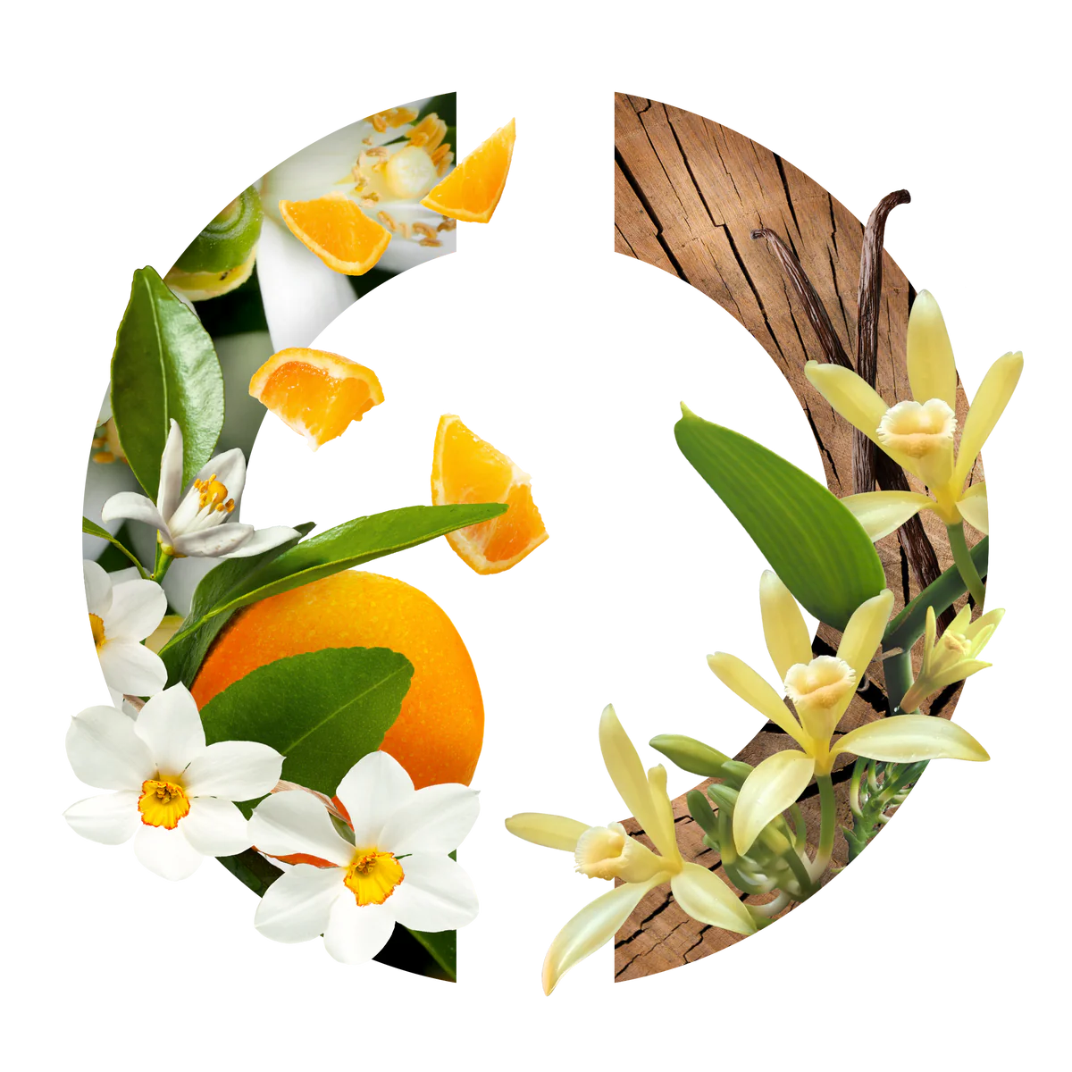 Narcisse Blanc